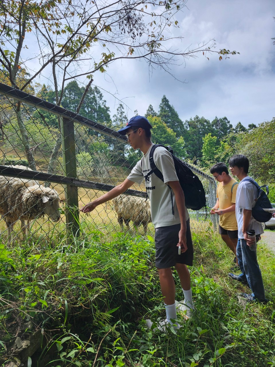 高三畢旅-青青草原步道中途餵羊